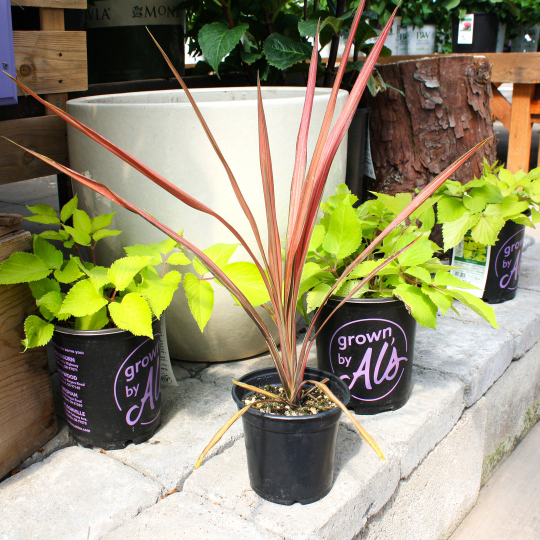 Cordyline australis 'Coral' Cordyline, 1 Quart Perennial