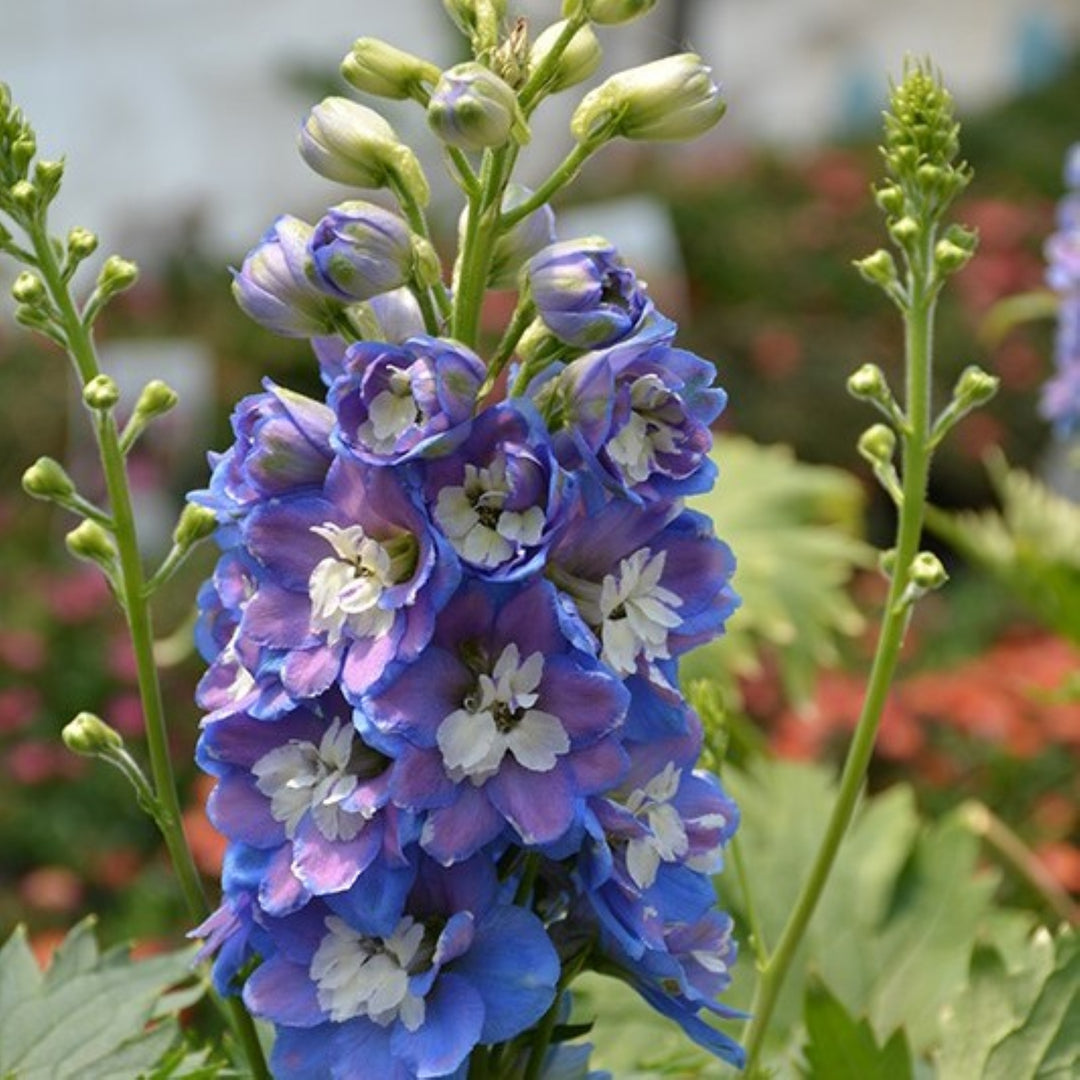 Delphinium 'Aurora Blue' Aurora™ Blue Delphinium, 1 Gallon Perennial