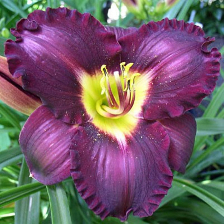 Hemerocallis 'Bela Lugosi' Daylily, 1 Gallon Perennial