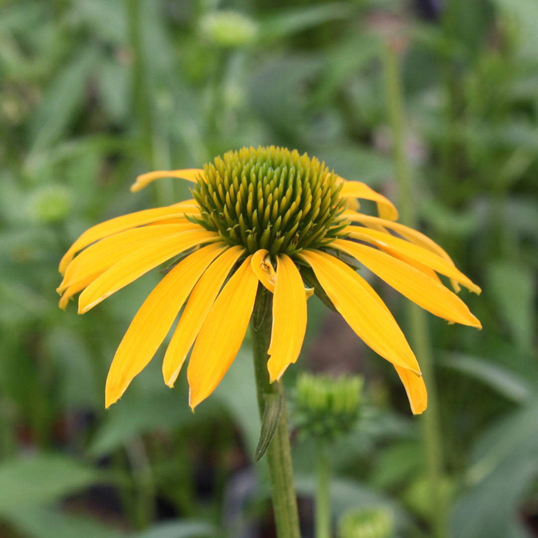Echinacea 'Cheyenne Spirit' Coneflower, 1 Gallon Perennial