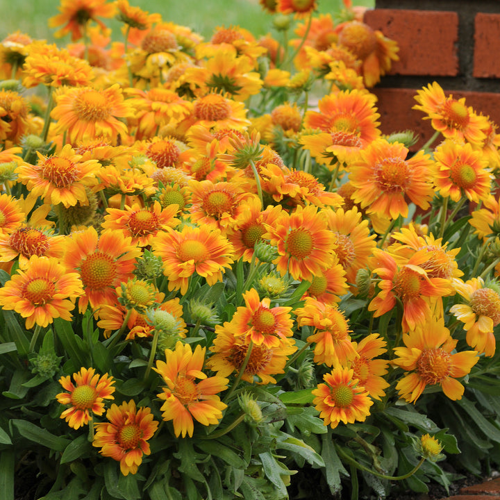 Gaillardia x grandiflora 'PAS907056' Mesa™ Peach Blanket Flower, 1 Gallon Perennial