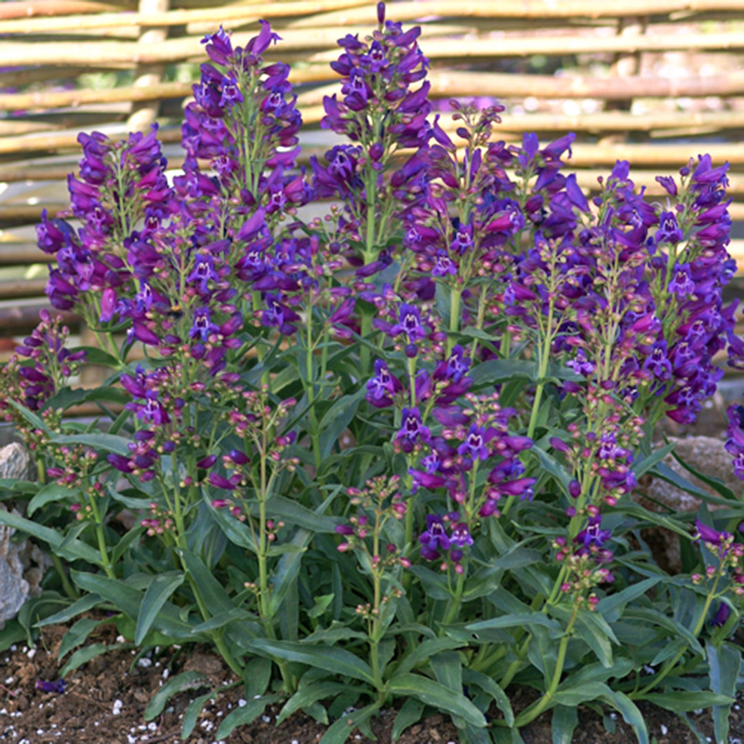 Penstemon barbatus 'Purple Riding Hood' PP23067 Penstemon, 1 Gallon Perennial