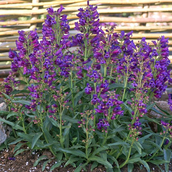 Penstemon barbatus 'Purple Riding Hood' PP23067 Penstemon, 1 Gallon Perennial