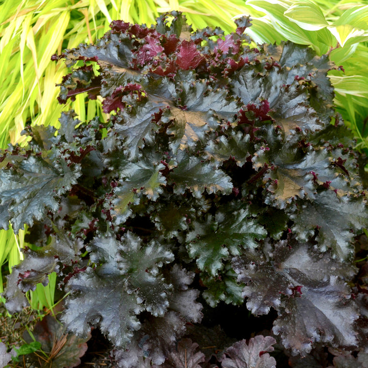 Heuchera 'Black Taffeta' PP26162 Coral Bells, 1 Gallon Perennial