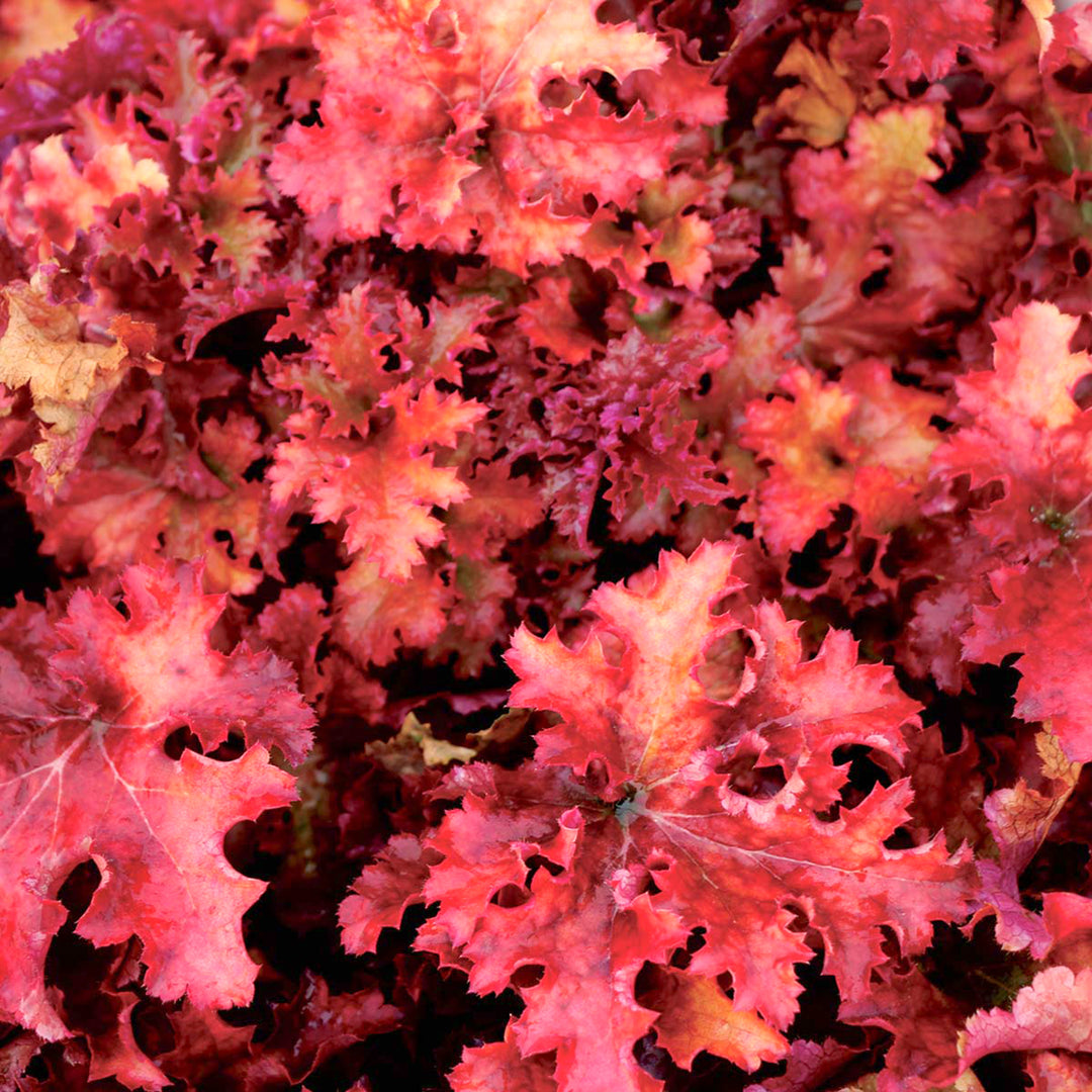 Heuchera 'Zipper' PP25428 Coral Bells, 1 Gallon Perennial