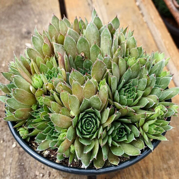 Sempervivum 'Kalinda' Hens & Chicks, 1 Quart Perennial