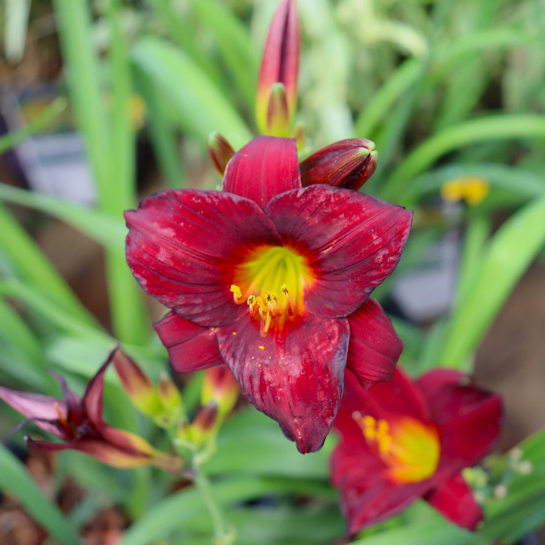 Daylily