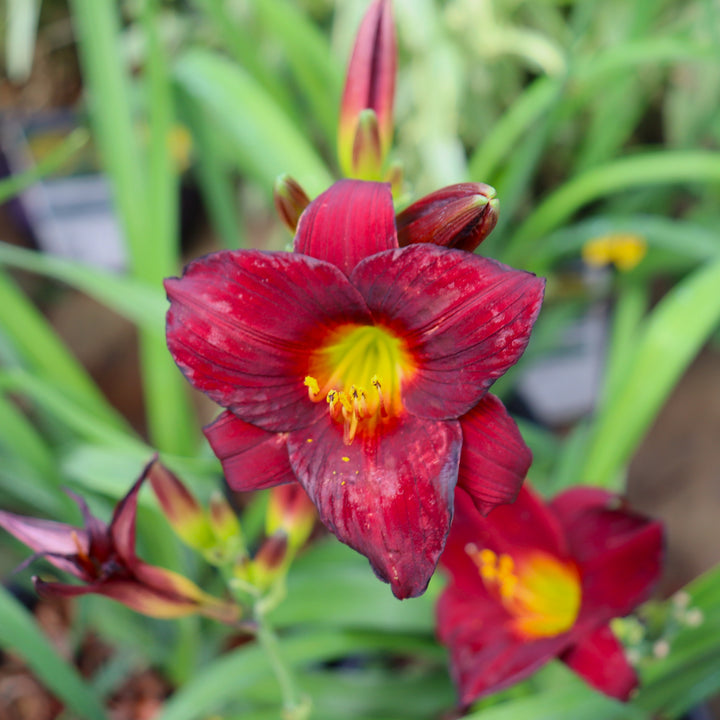 Daylily
