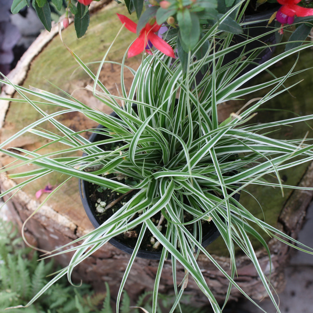 Carex oshimensis 'Carfit01' PP20955 EverColor® Everest Sedge Grass, 1 Quart Perennial