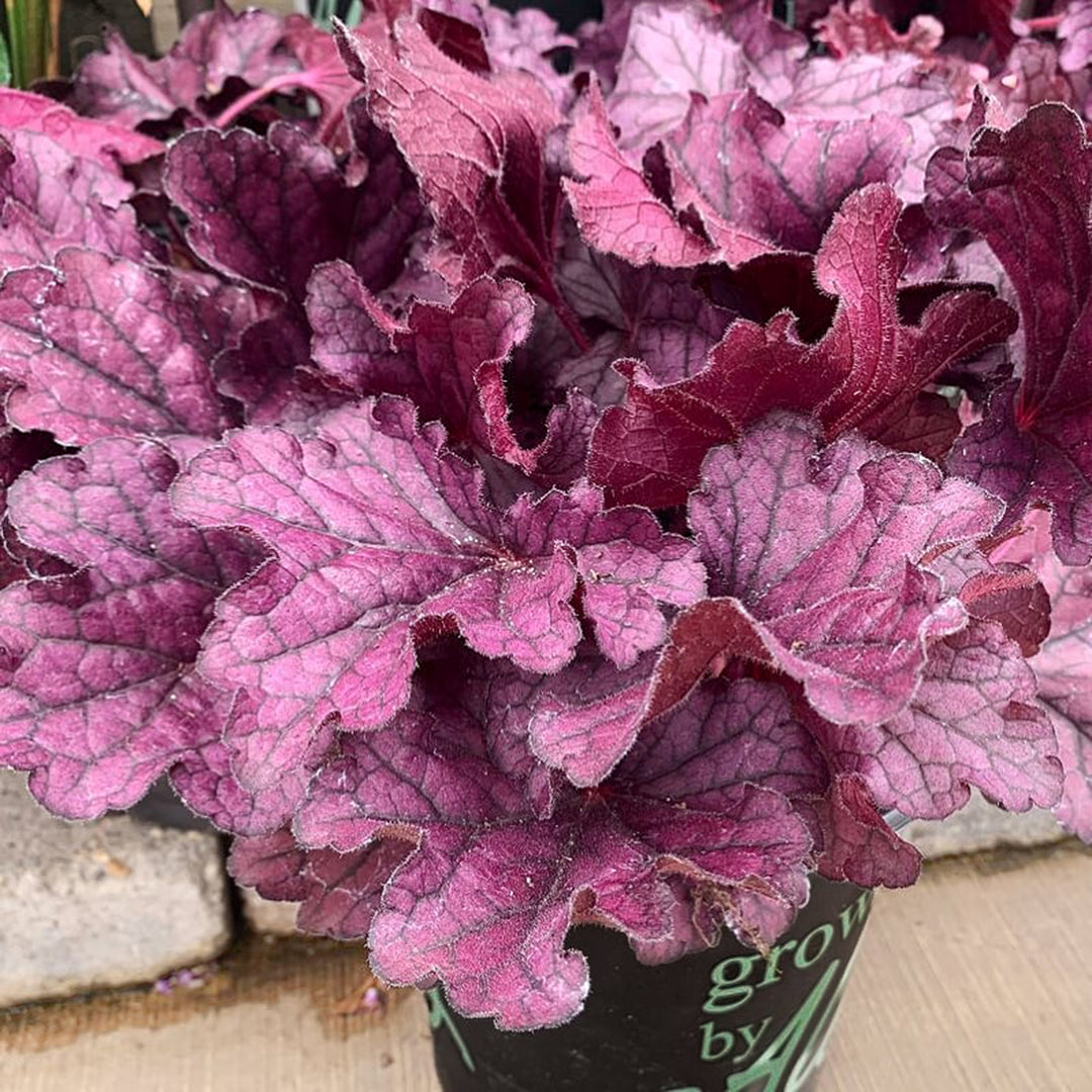 Heuchera 'TNHEUFP' PP26358 Forever® Purple Coral Bells, 1 Gallon Perennial