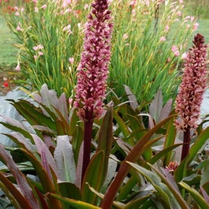 Eucomis 'Zulu Flame' Terra Nova® Zulu Flame Pineapple Lily, 1 Gallon Perennial