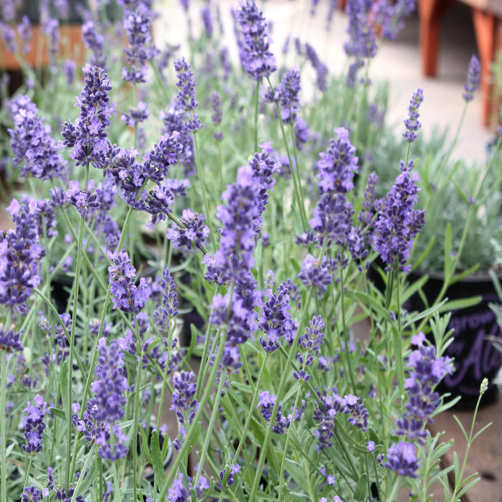 Lavandula angustifolia 'Superblue' PP24929 English Lavender, 1 Gallon Perennial