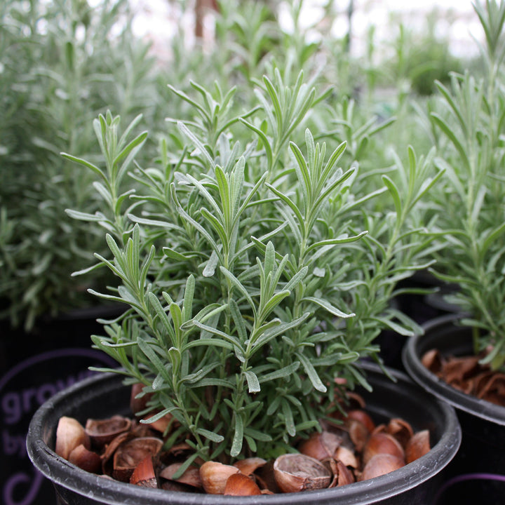 Lavandula angustifolia 'Armtipp01' PP24827 Big Time Blue English Lavender, 1 Gallon Perennial