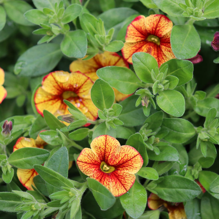 Calibrachoa
