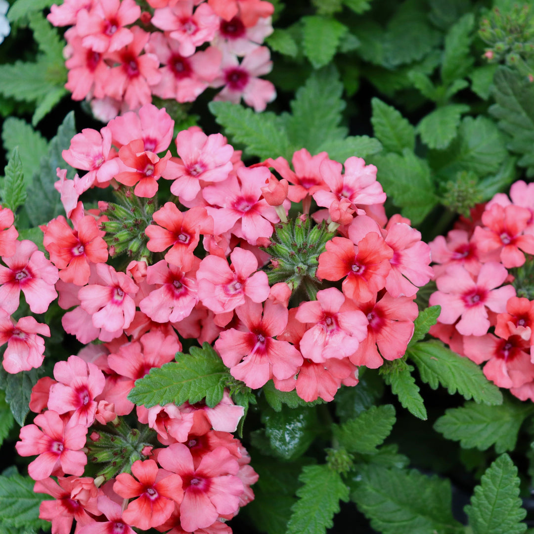 Verbena x 'KLEVP15474' PP28454 Lascar™ Mango Orange Verbena, 1 Quart Annual