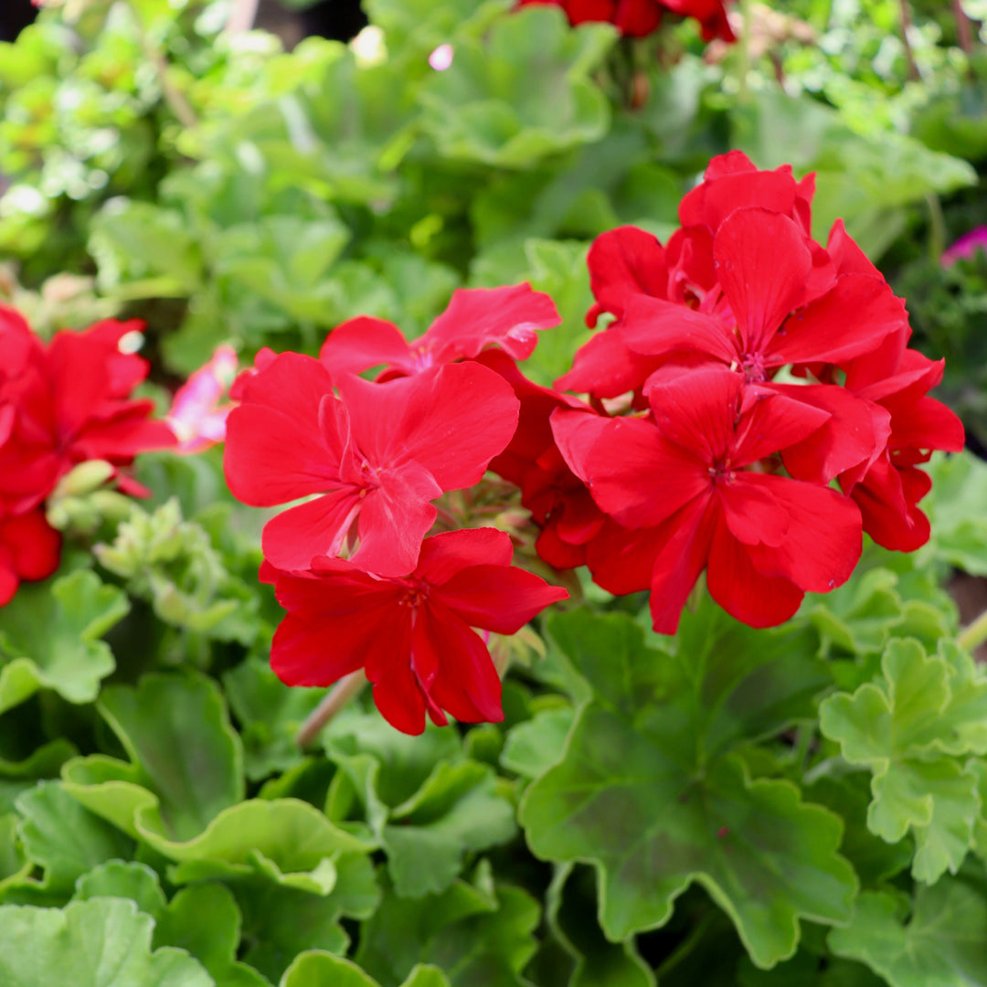 Zonal Geranium