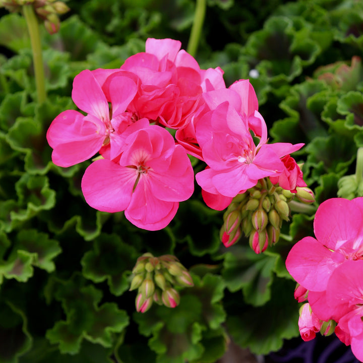 Zonal Geranium