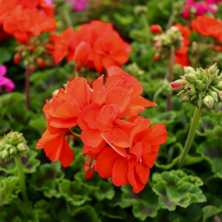 Zonal Geranium