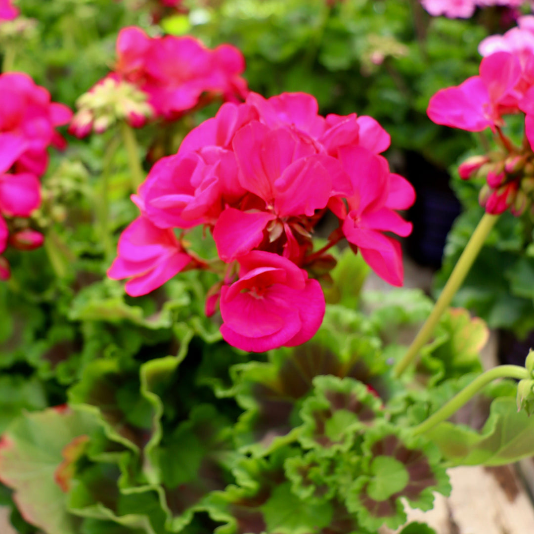 Zonal Geranium