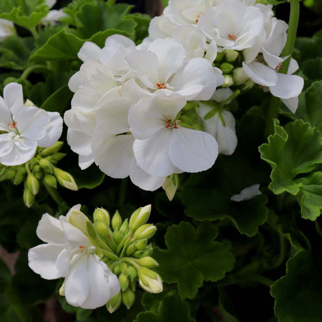 Pelargonium x hortorum 'Tosdynwitim' Dynamo™ White Zonal Geranium, 1 Gallon Annual