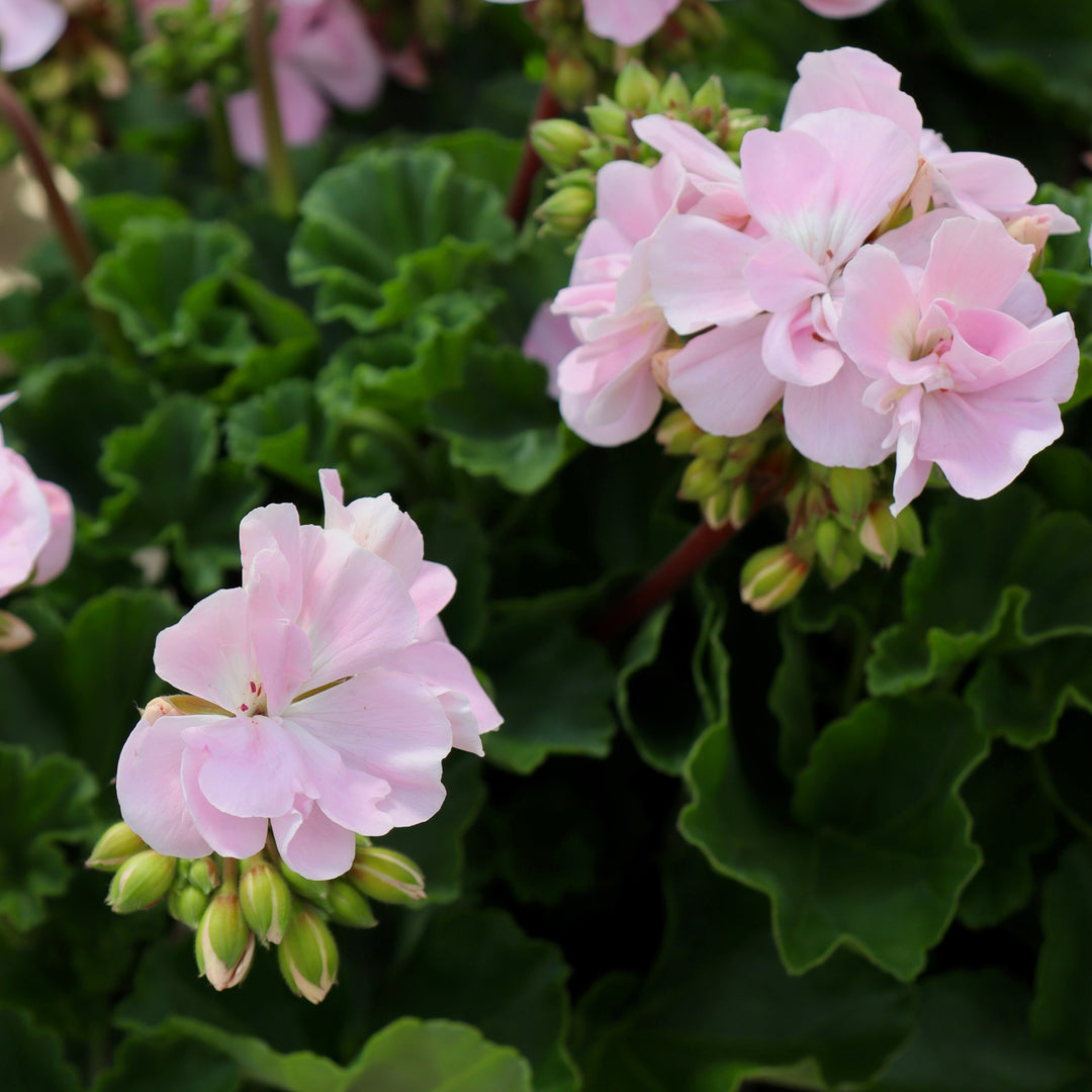 Zonal Geranium