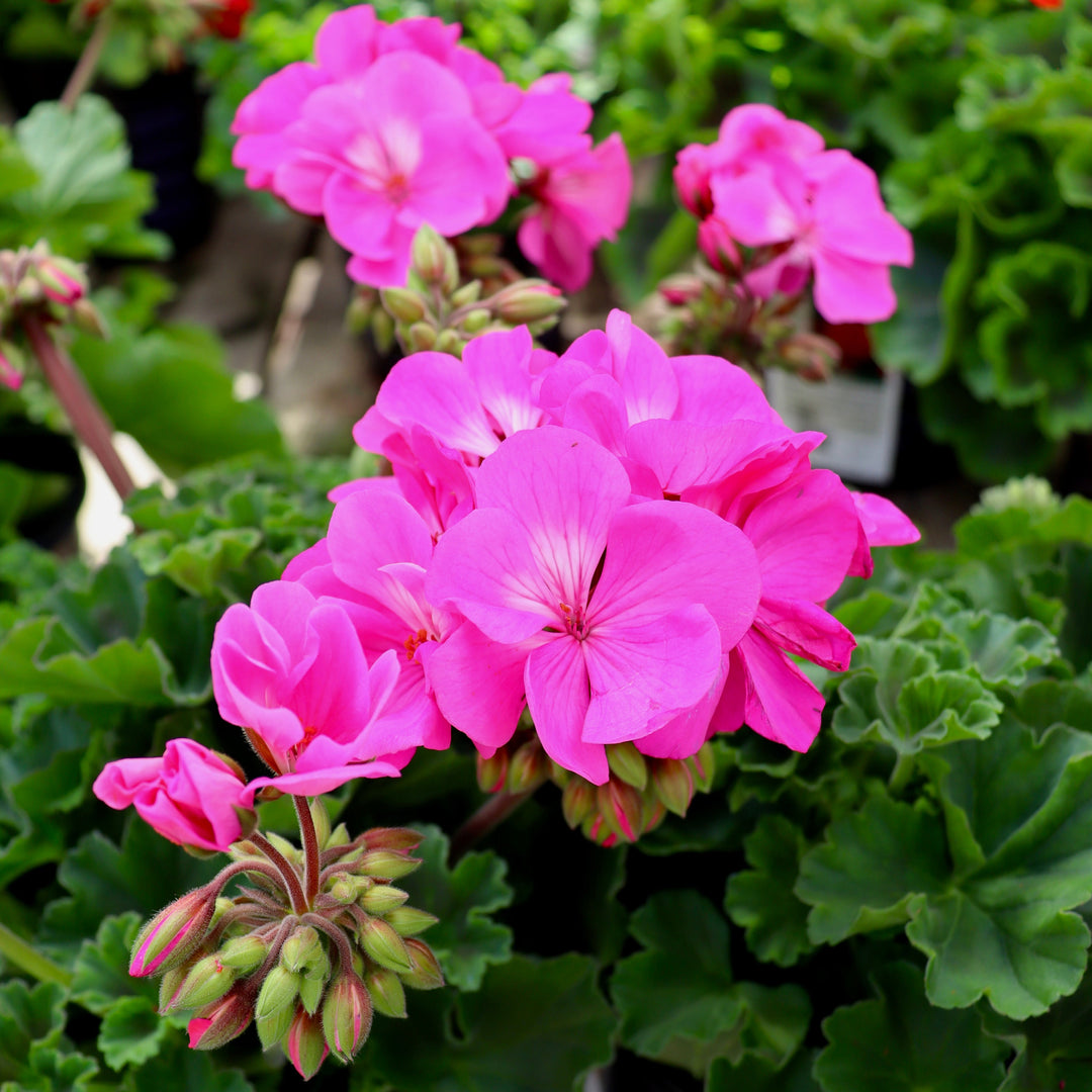 Zonal Geranium
