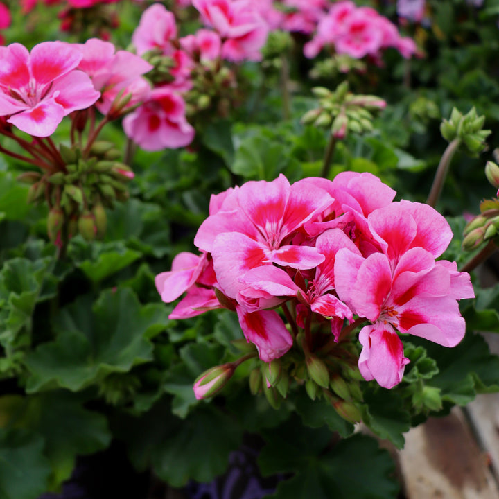 Pelargonium x hortorum 'Balzelaviz' Fantasia® Lavender Sizzle Zonal Geranium, 1 Gallon Annual