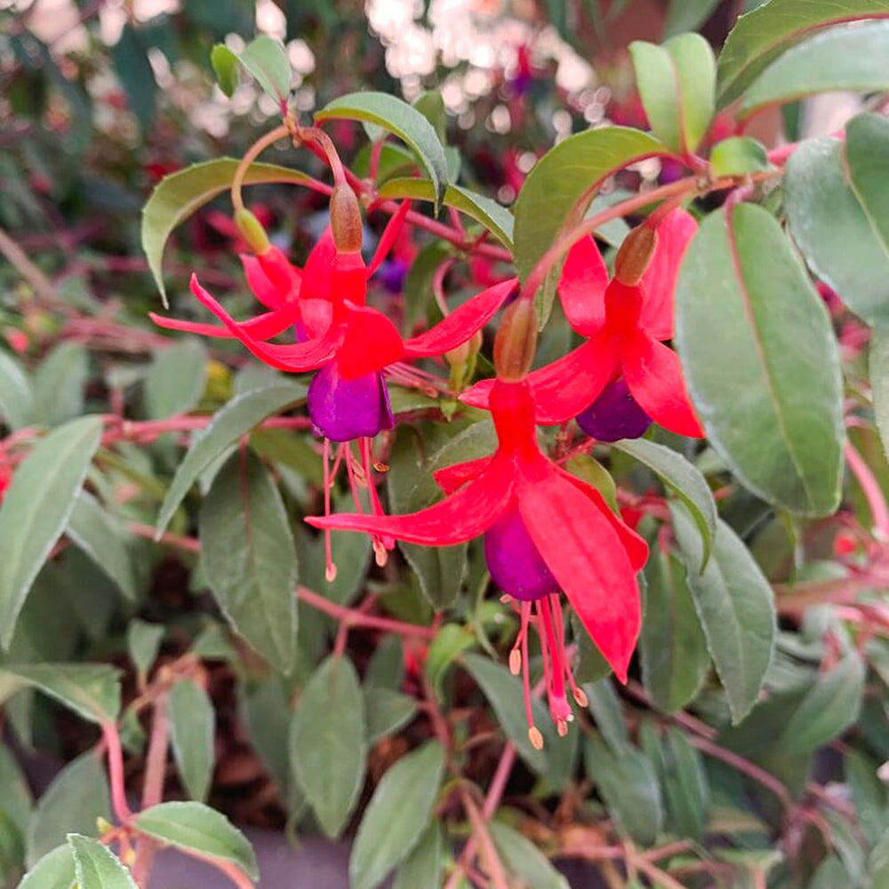Fuchsia magellanica 'Army Nurse' Hardy Fuchsia, 12 Inch Perennial