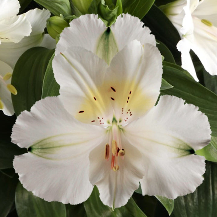 Alstroemeria x 'Zapriclair' PP25588 Colorita® Claire Peruvian Lily, 12 Inch Perennial