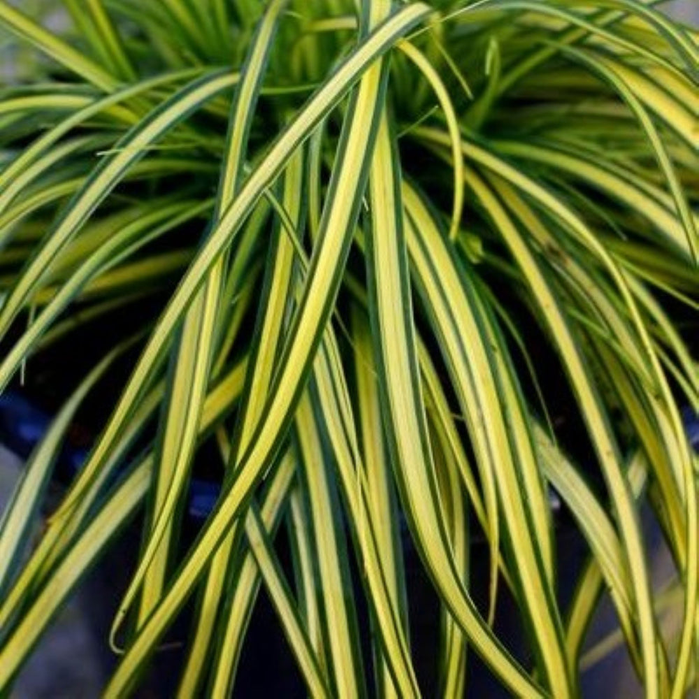Carex oshimensis 'Eversheen' PP25938 EverColor® Eversheen Sedge Grass, 1 Gallon Perennial