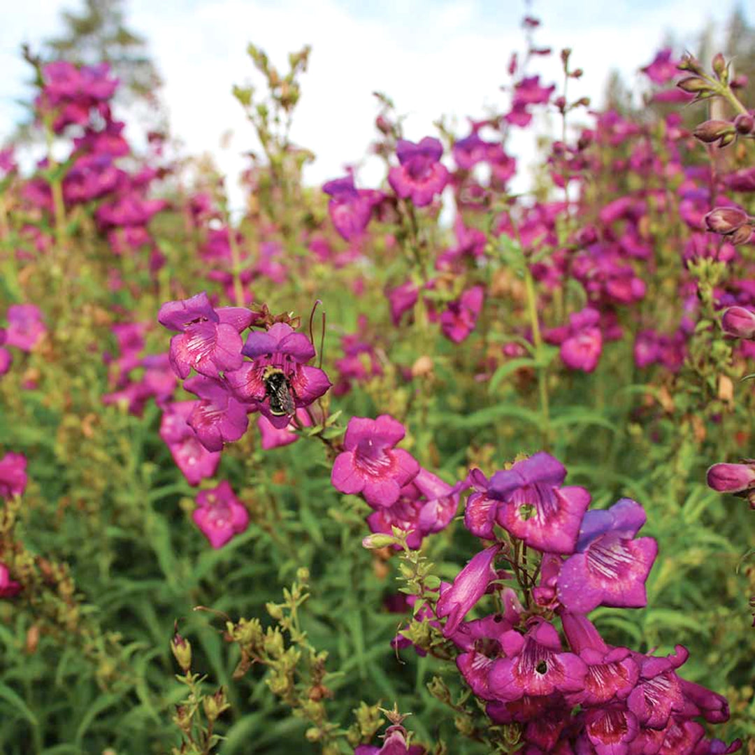 Penstemon x 'Cha Cha Purple' PP26698 Cha Cha™ Purple Penstemon, 12 Inch Perennial