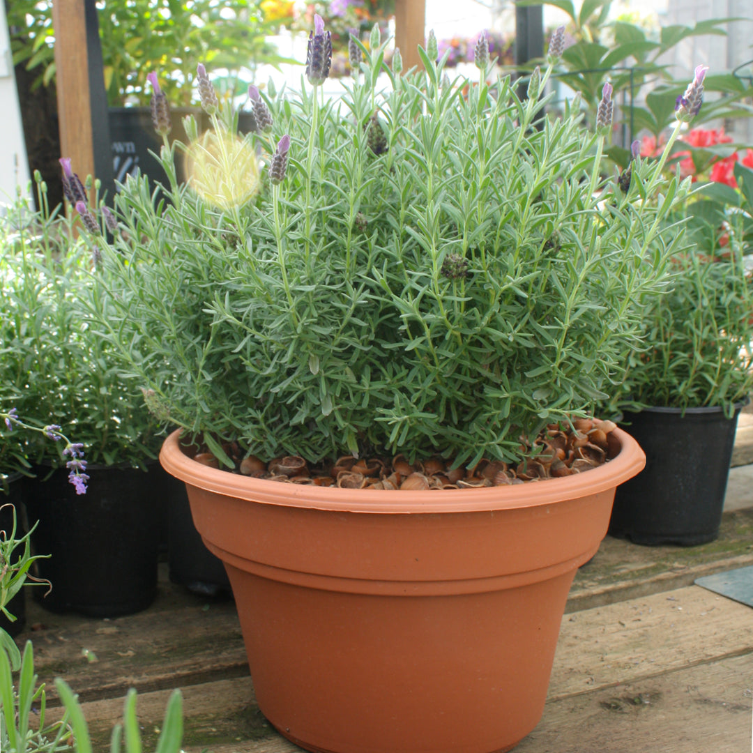 Lavandula stoechas 'Bandera Purple' Spanish Lavender, 1 Quart Perennial