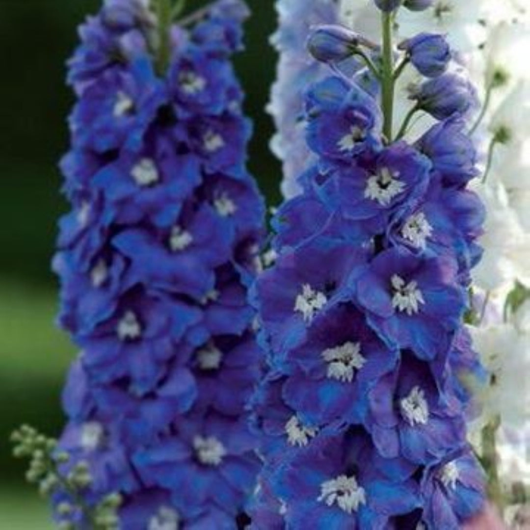 Delphinium elatum 'Guardian Blue' Alpine Delphinium, 1 Gallon Perennial