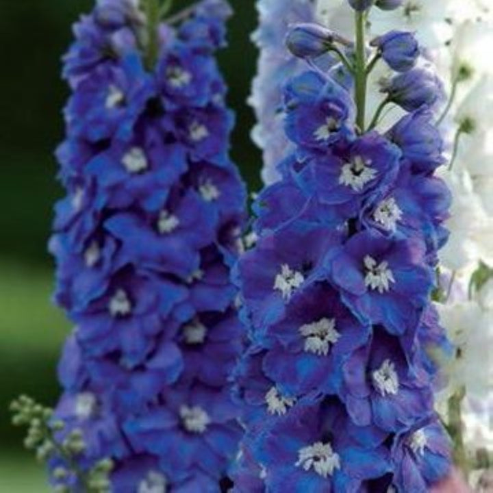 Delphinium elatum 'Guardian Blue' Alpine Delphinium, 1 Gallon Perennial
