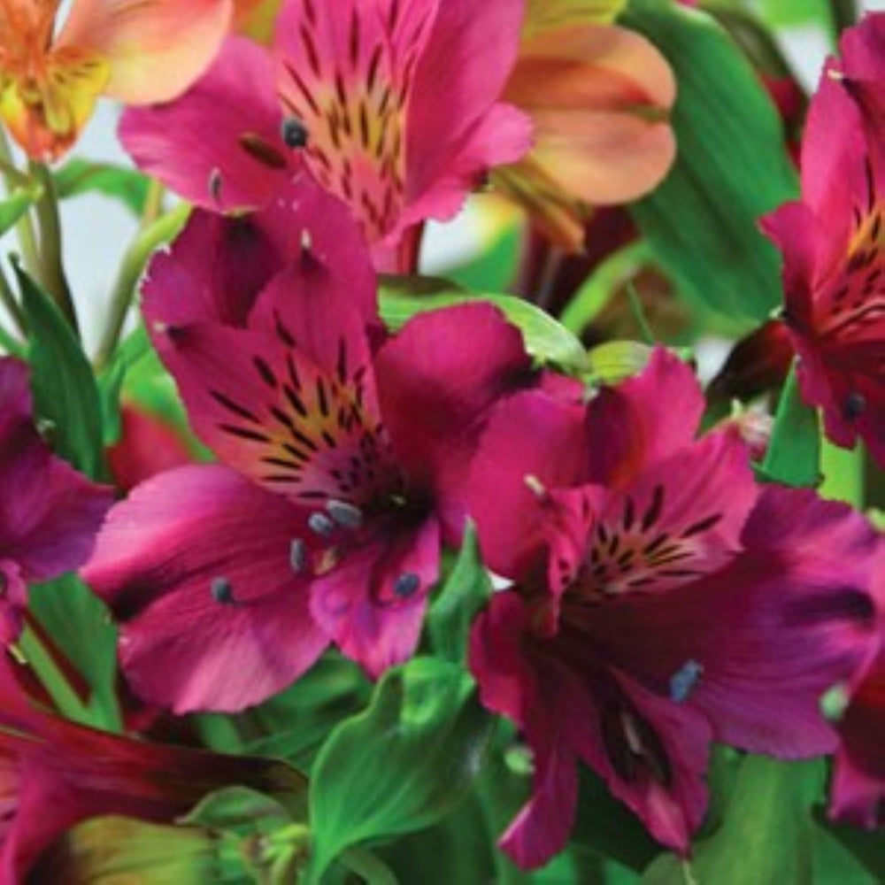 Alstroemeria x 'Zapritama' Colorita Tamara Peruvian Lily, 12 Inch Perennial