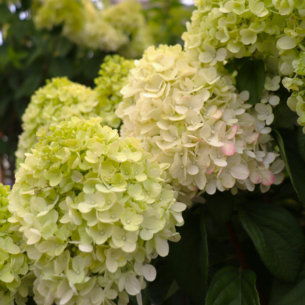 Hydrangea paniculata 'SMNHPH' PP 33207 Panicle Hydrangea Tree, 10 Gallon Trees