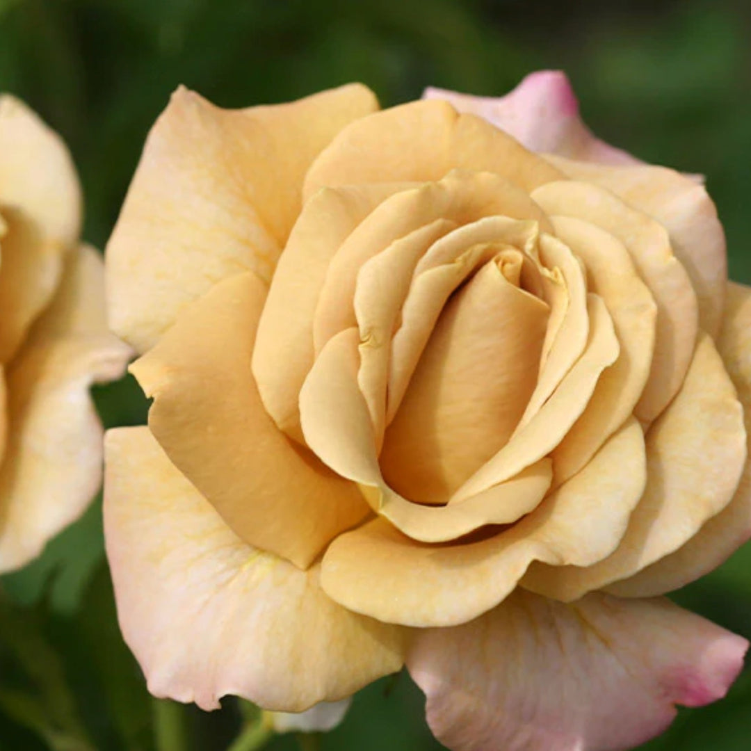 Rosa x 'WEKsproulses' Honey Dijon™ Grandiflora Rose, 5 Gallon Shrub