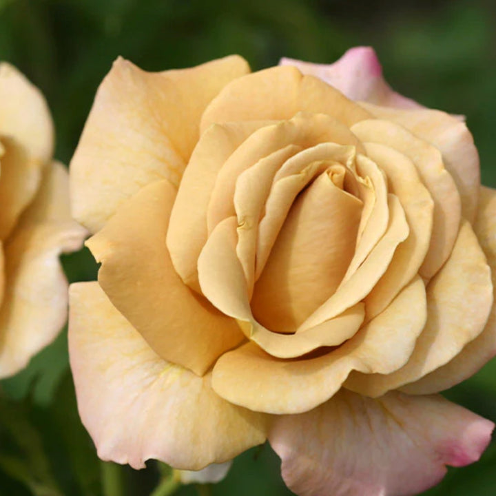 Rosa x 'WEKsproulses' Honey Dijon™ Grandiflora Rose, 5 Gallon Shrub
