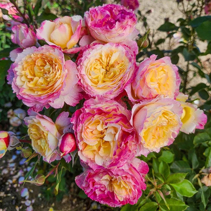 Rosa x 'WEKsureliopa' PPAF Living the Dream Grandiflora Rose, 5 Gallon Shrub