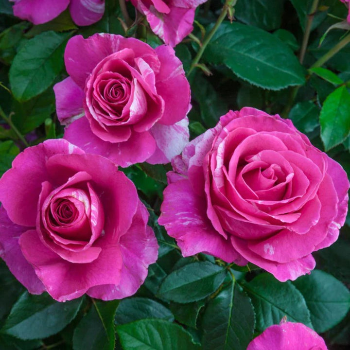 Rosa x 'WEKmeroro' PP28990 Parade Day Grandiflora Rose, 5 Gallon Shrub