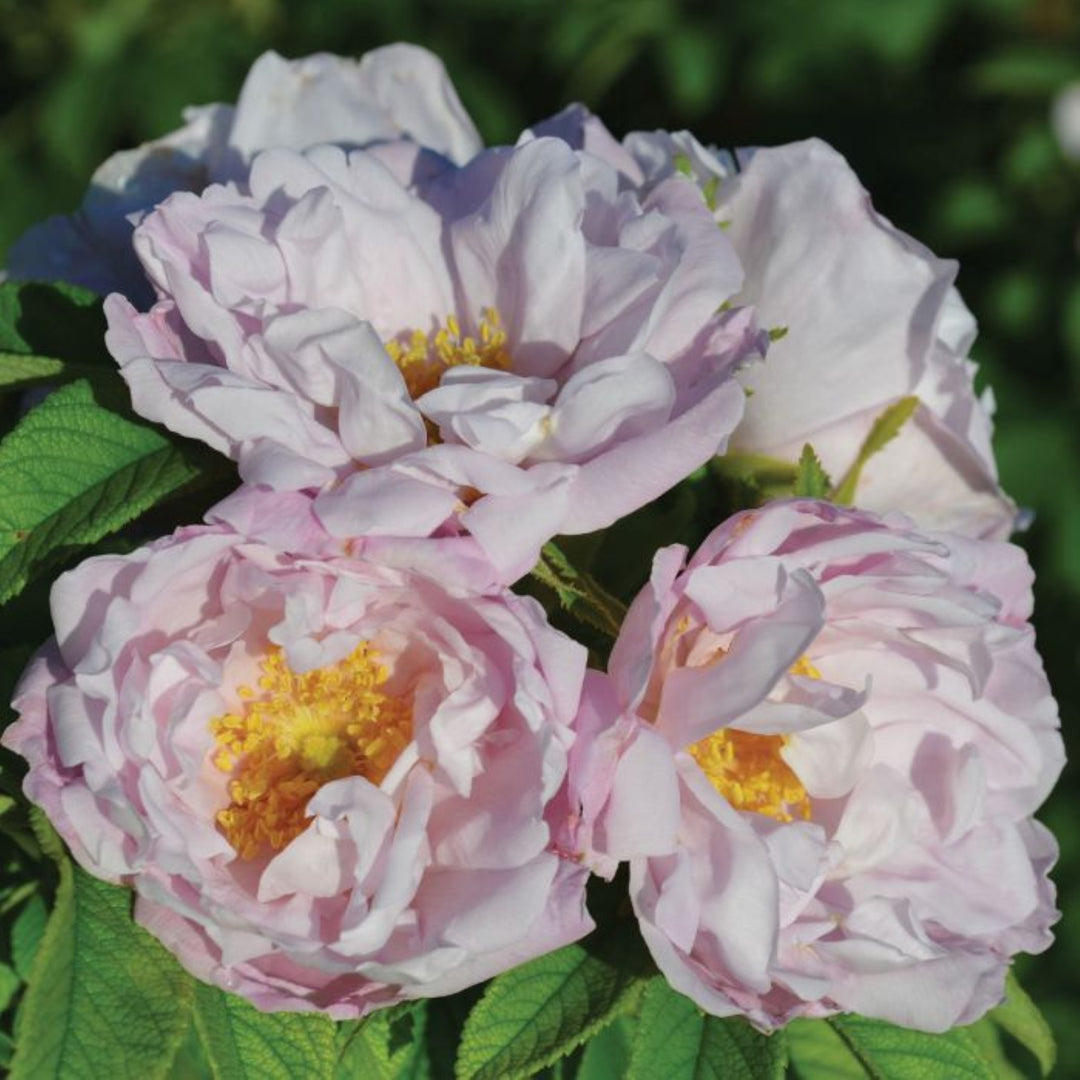 Rosa x rugosa 'Schneekoppe' Snow Pavement Shrub Rose, 5 Gallon Shrub