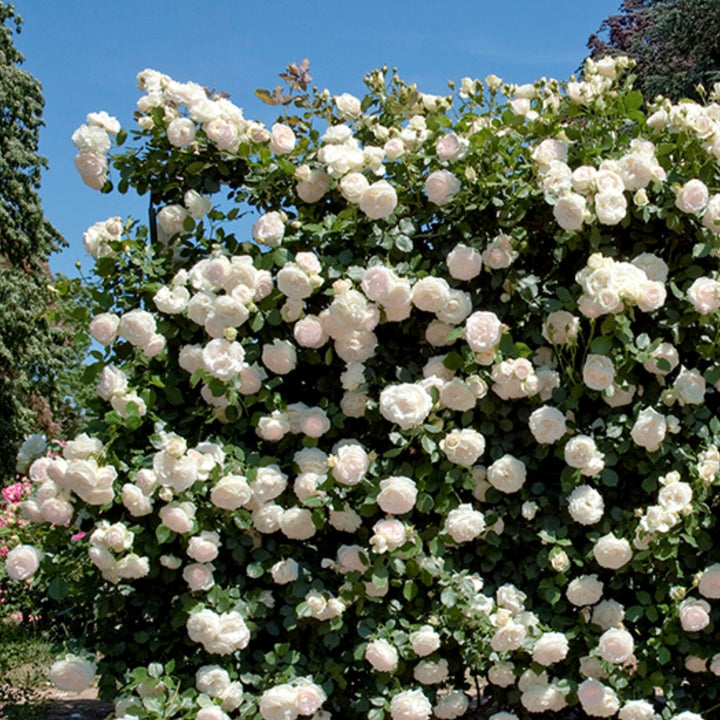 Rosa x 'Meiviowit' PP16739 Eden Climber® White Climbing Rose, 5 Gallon Shrub