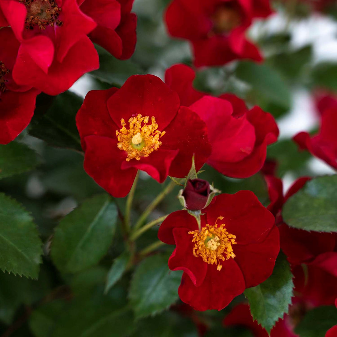 Rosa x 'Meidelvega' Scarlet Drift® Groundcover Rose, 5 Gallon Shrub