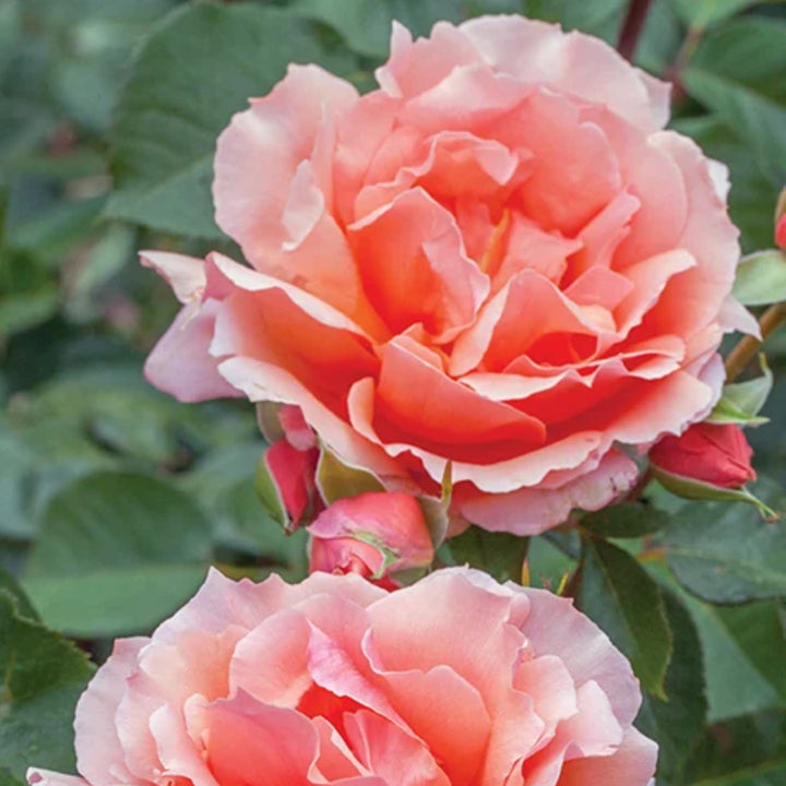 Rosa x 'Meibidull' Apricot Candy Hybrid Tea Rose, 5 Gallon Shrub