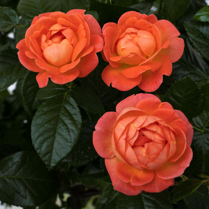 Rosa x 'Radslam' PP35826 Orange Glow Knock Out® Rose, 5 Gallon Shrub