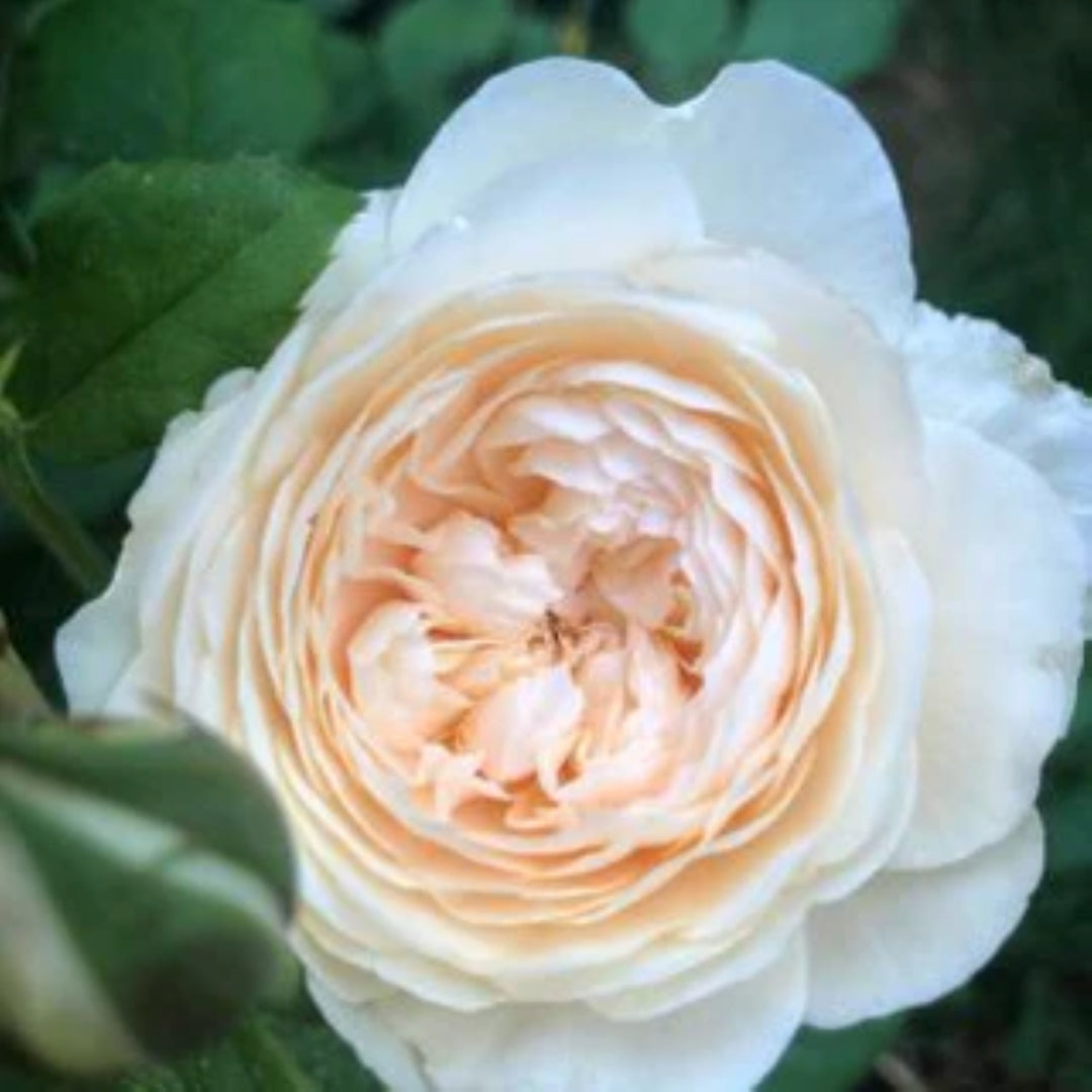 Rosa x 'Aushomer' PP18713 Windermere Shrub David Austin Rose, 5 Gallon Shrub