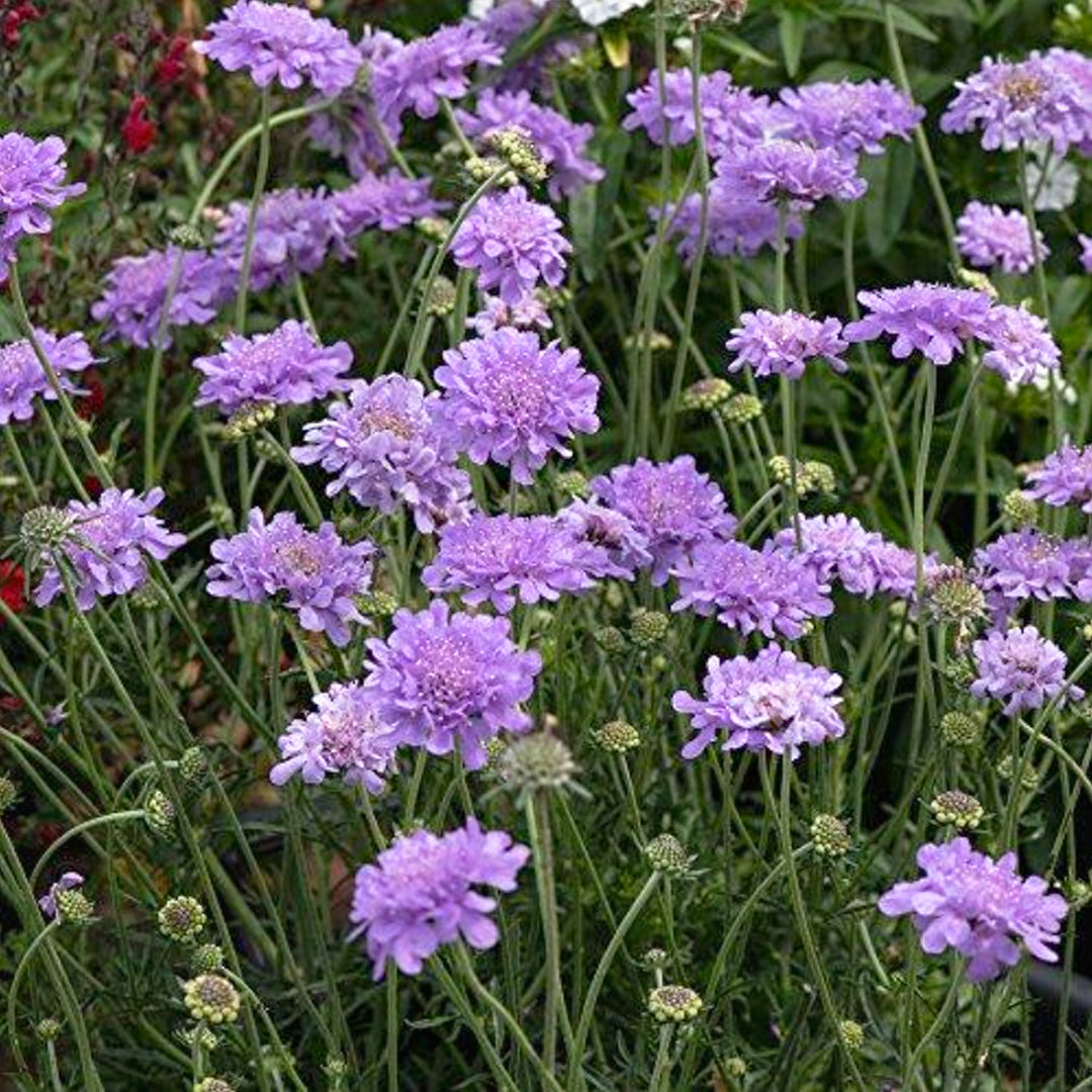 Scabiosa columbaria 'Balfluttdelu' PP28043 Flutter™ Deep Blue Pincushion Flower, 1 Quart Perennial