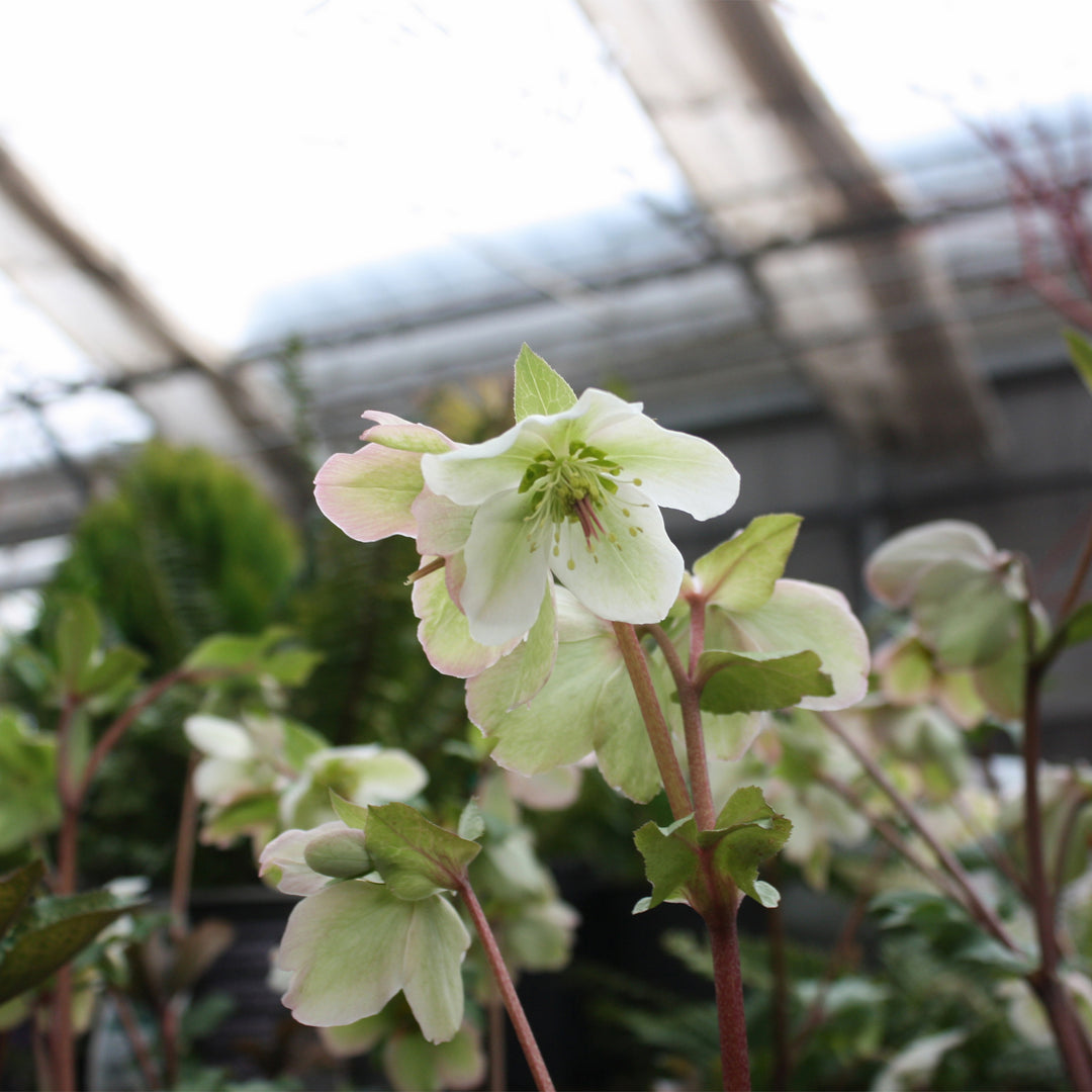 Helleborus x 'EPBRD01' PP25685 Frostkiss® Mollys White Hellebore, 1 Gallon Perennial