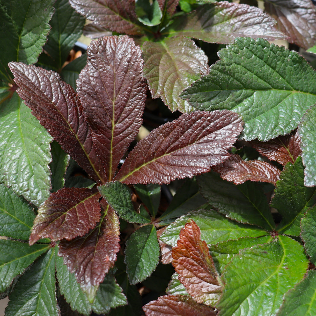 Rodgersia pinnata 'Bronze Peacock' PP24780 Rodger's Flower, 1 Gallon Perennial