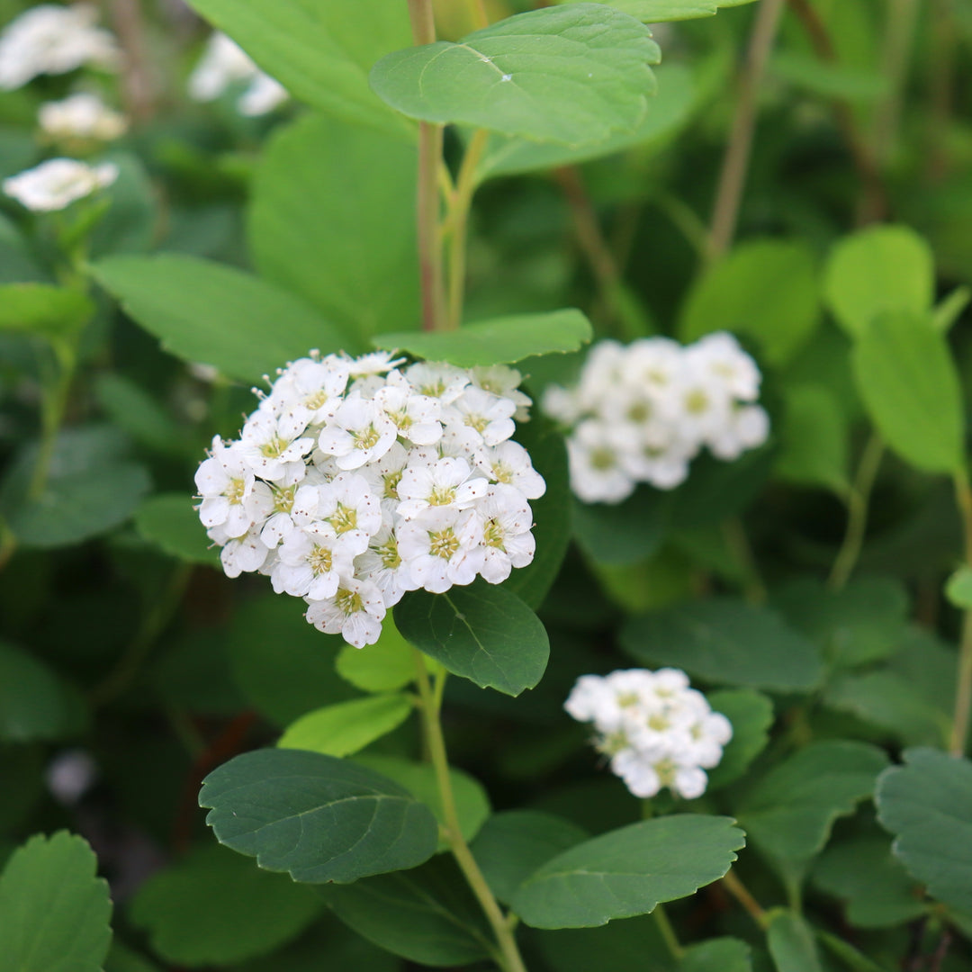 Spiraea betuifolia var. lucida Birchleaf Spirea, 1 Gallon Shrub